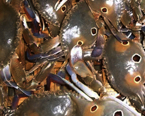 Vietnam tops blue crab exporters to Japan